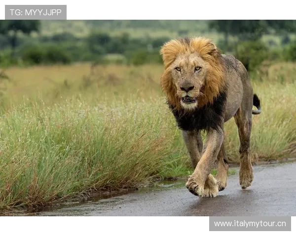 非洲雄狮崛起:揭示大草原背后的王者崛起与生态变革 - 副本 (4)